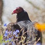 Turkey Vulture